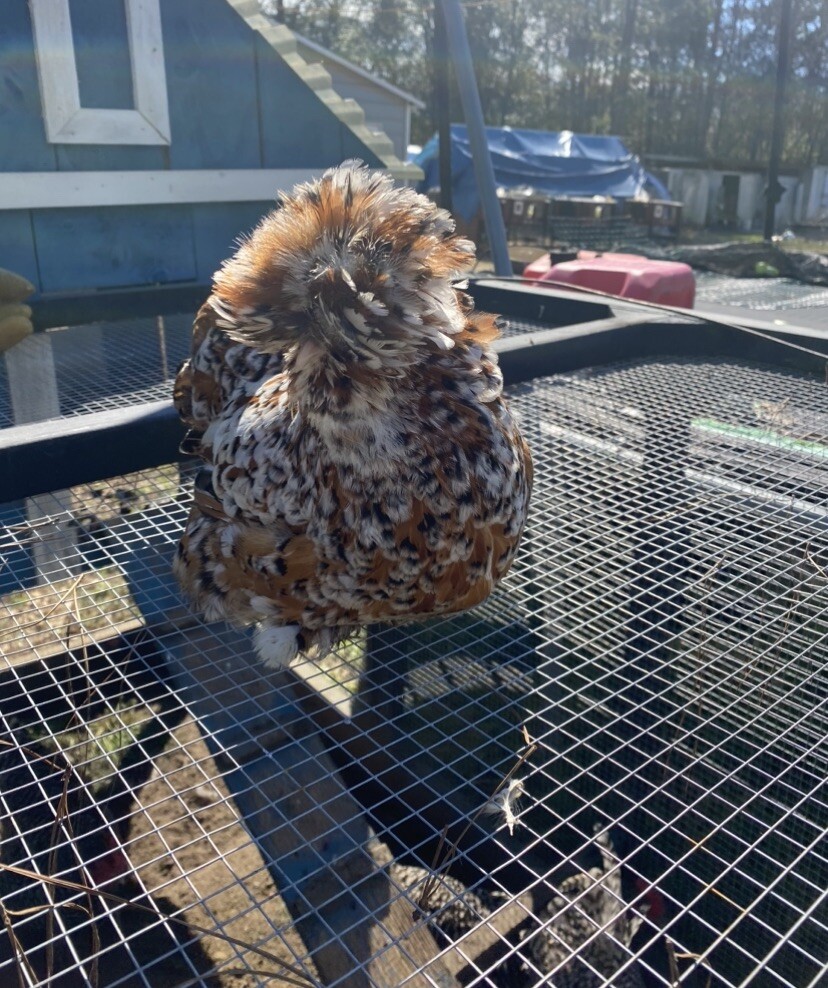 12+ Mille Fleur Satin Hatching Eggs NPIP & AI Clean
