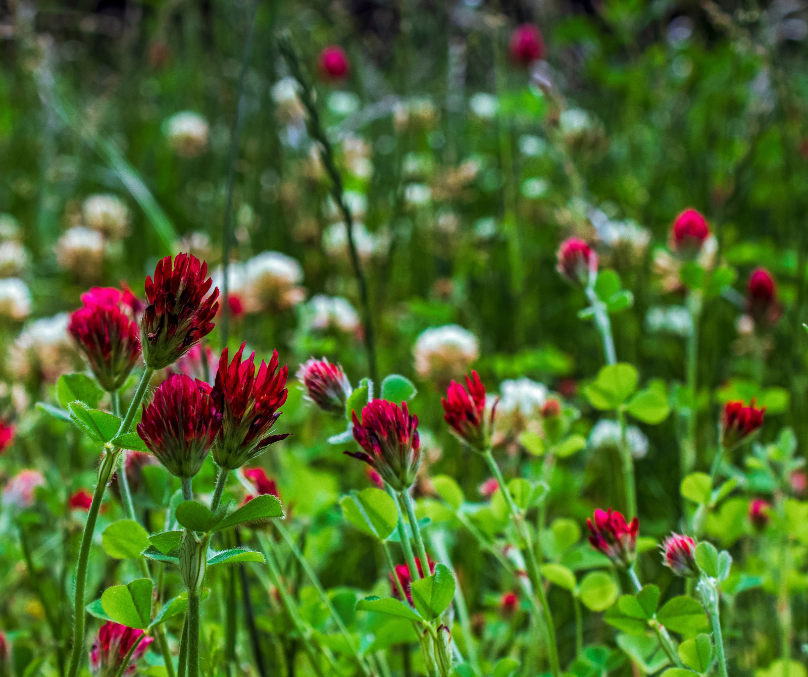Irresistible Clover, Chicory Deer/turkey Annual Food Plot Seed, Spring 1 Acre