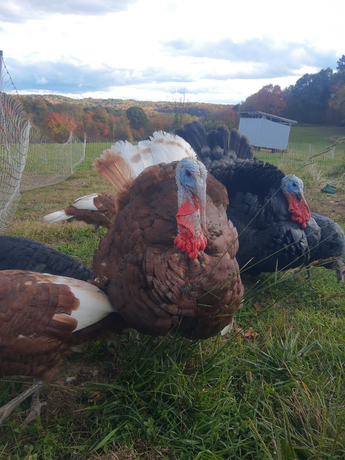 6 bourbon red turkey hatching eggs