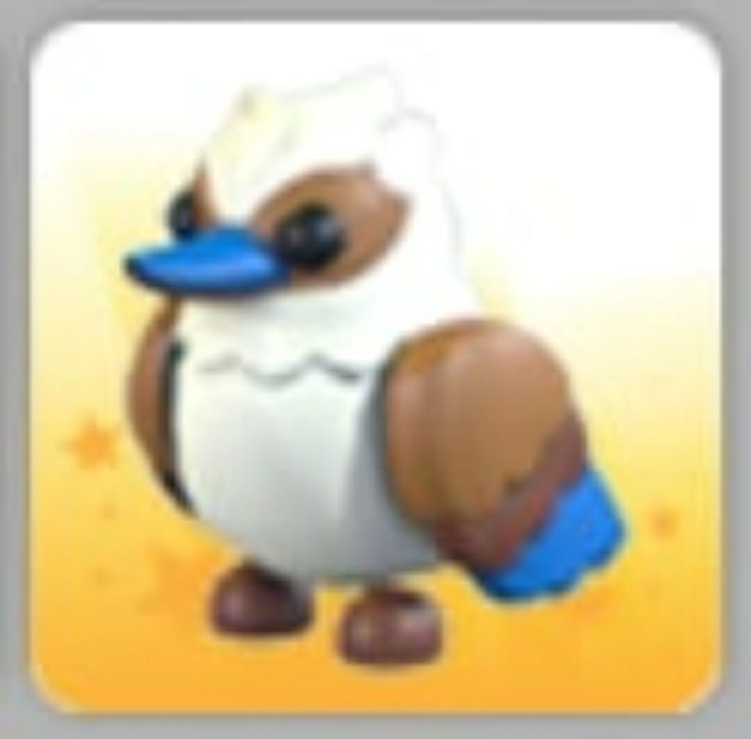 Kookaburra | Adopt Now