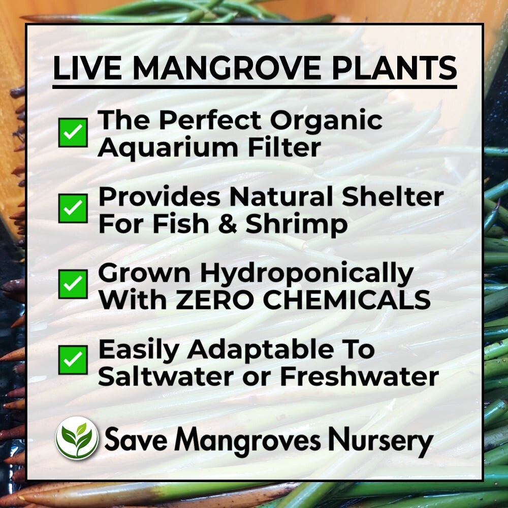5 Red Mangrove Live Plants WITH ROOTS, 5 Oriental Orange Mangrove Seeds Aquarium