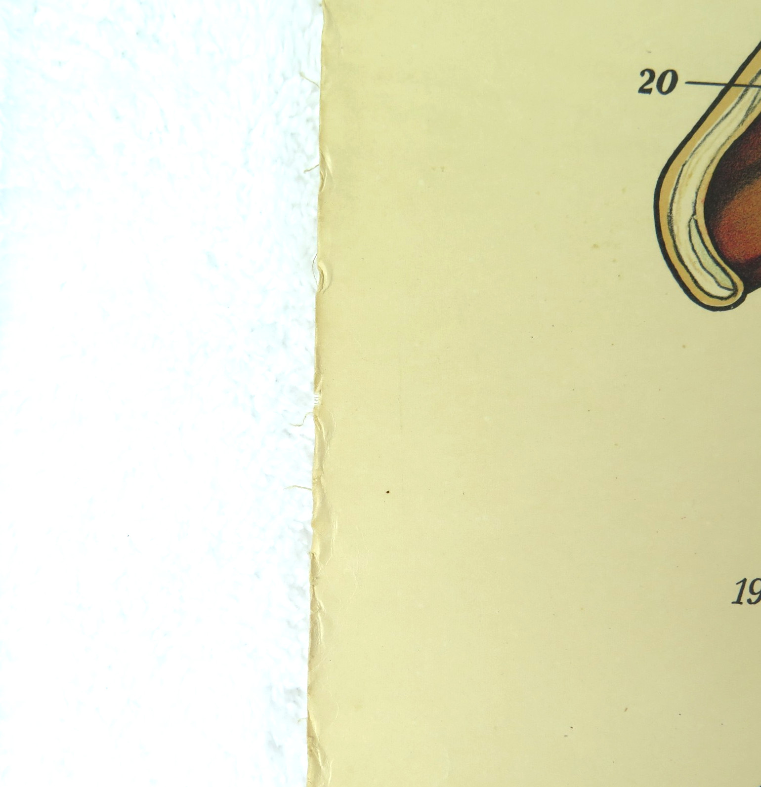 Vintage Larynx & Pharynx Chart Pull Down School Science Academia USA Made Canvas