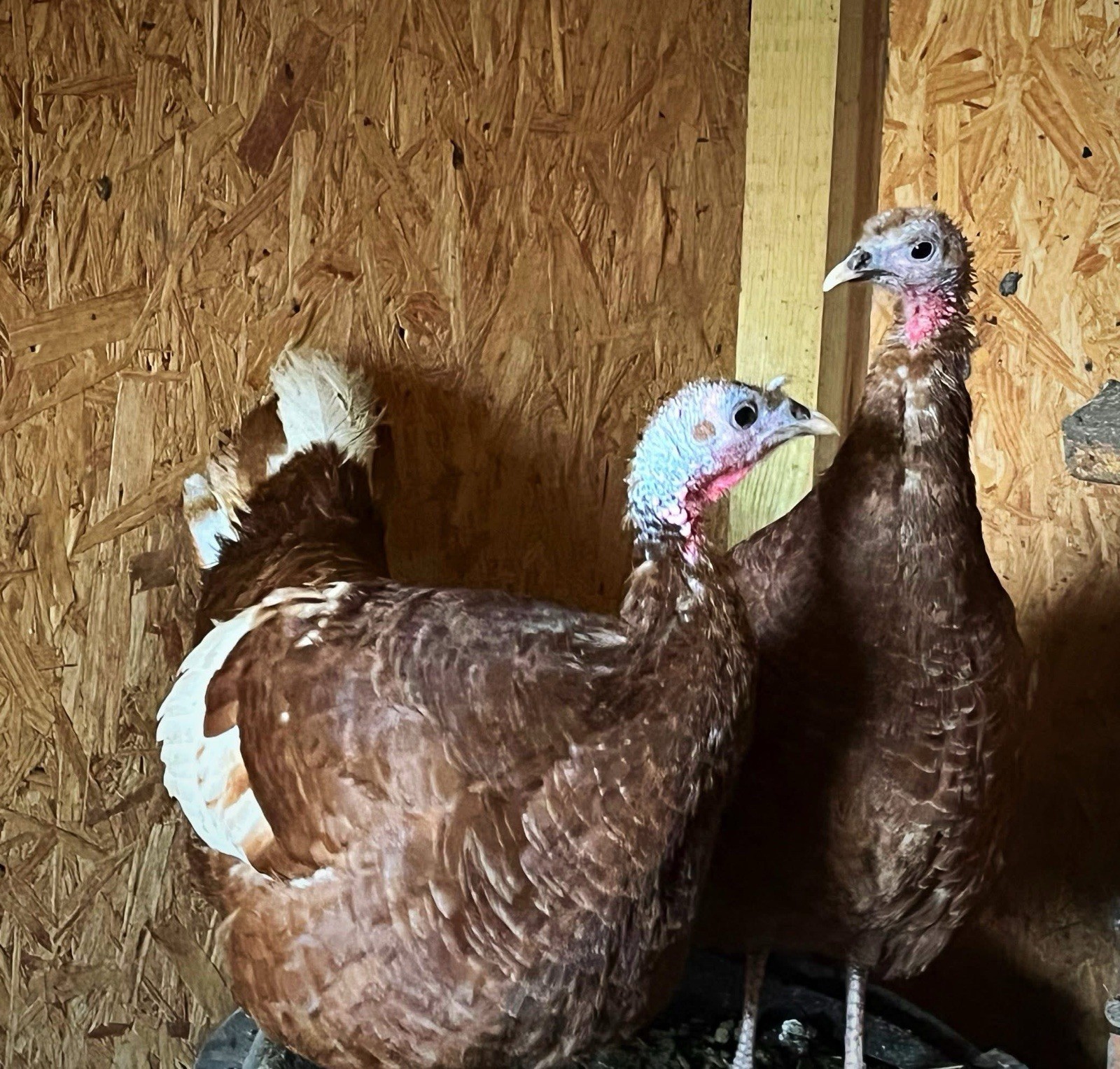 1doz.++ Assorted Species Fertile Hatching Eggs Turkey/chicken/duck