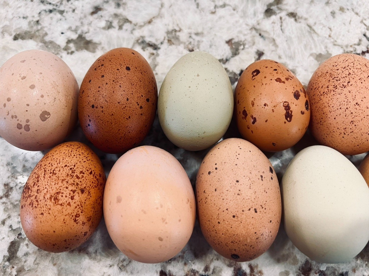 Speckled Galaxy Hatching EGGS Welsummers, Marans, Backcrossed Olive Eggers ✨🐣