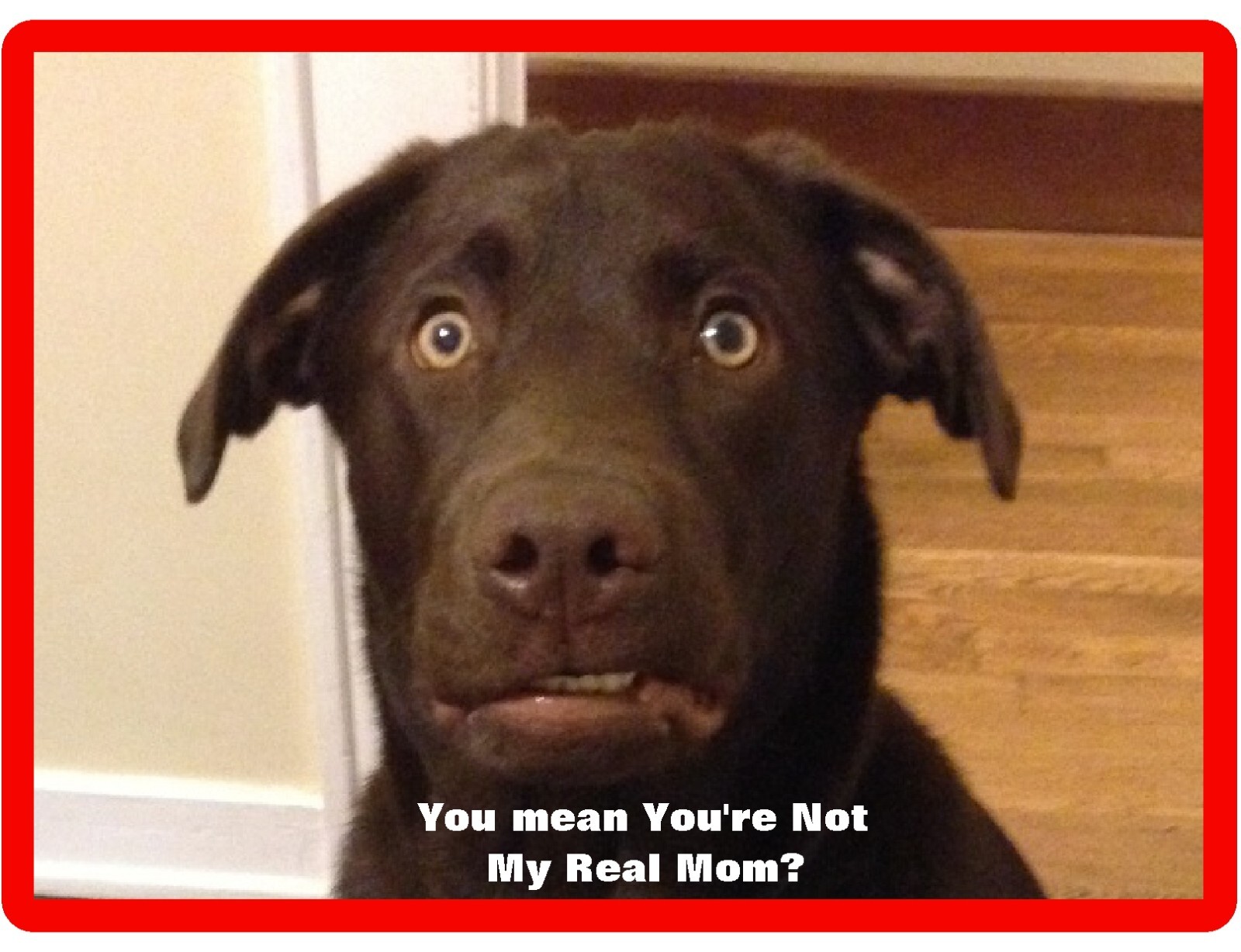 Funny Chocolate Labrador Retriever Mom? Dog Refrigerator / Tool Box  Magnet