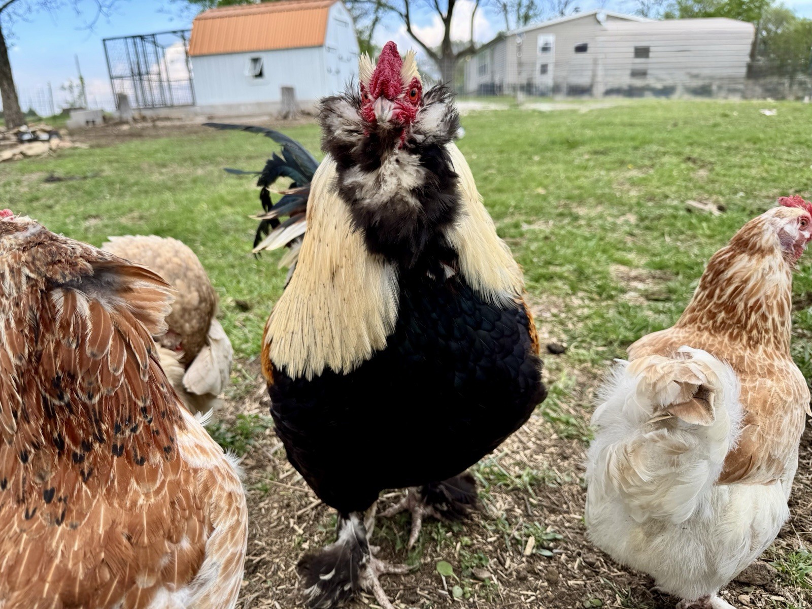 12+ Chicken Hatching Eggs Ameraucana, Easter/Olive Egger, Faverolles, Marans
