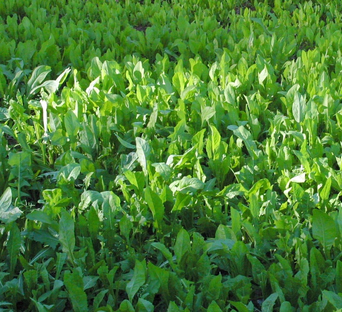 Deer Food Plot Seed with Antler-Building Protein