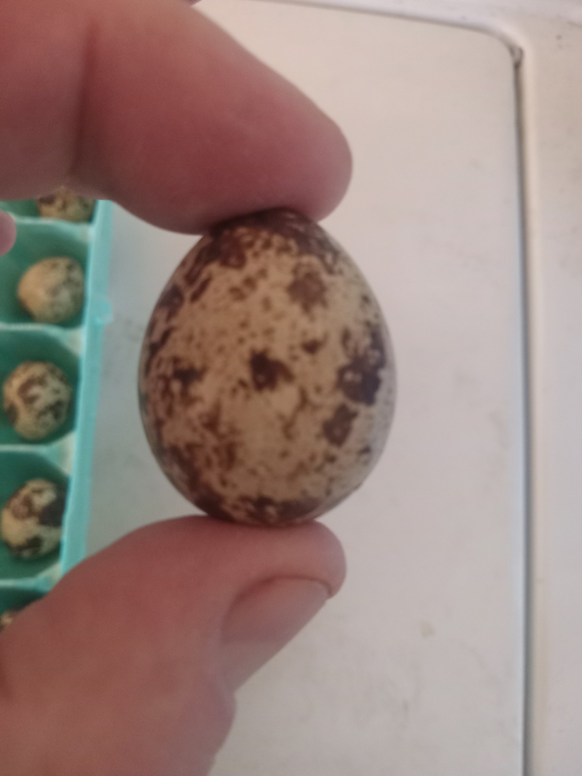 12 Coturnix Quail Hatching Eggs, Party box