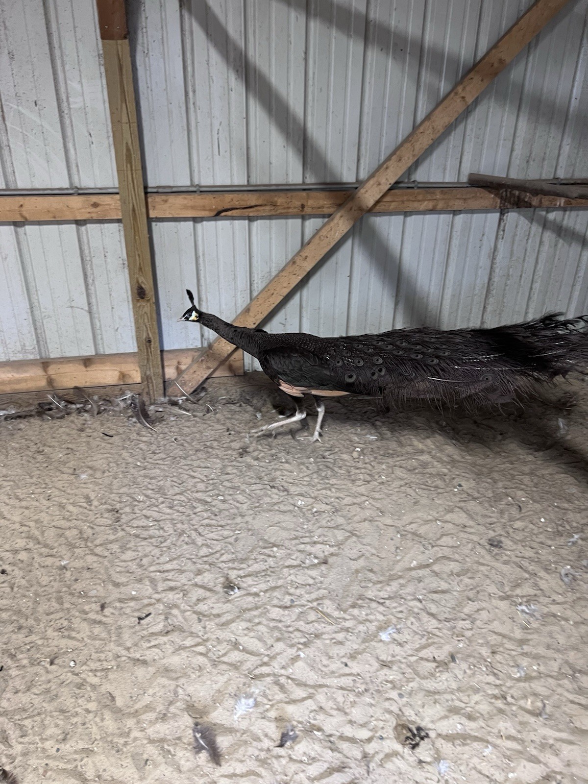 🦚 5 Peacock Peafowl Hatching Eggs 🦚 READ DESCRIPTION