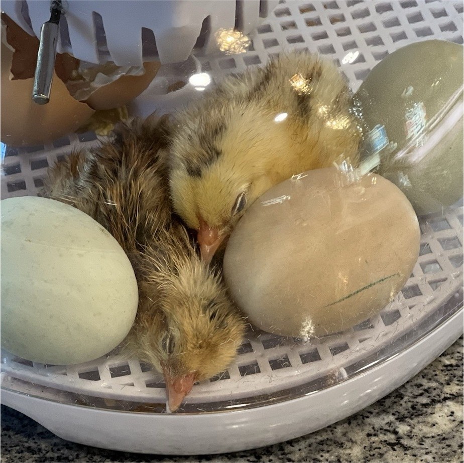 10 fertilized hatching eggs rainbow assortment