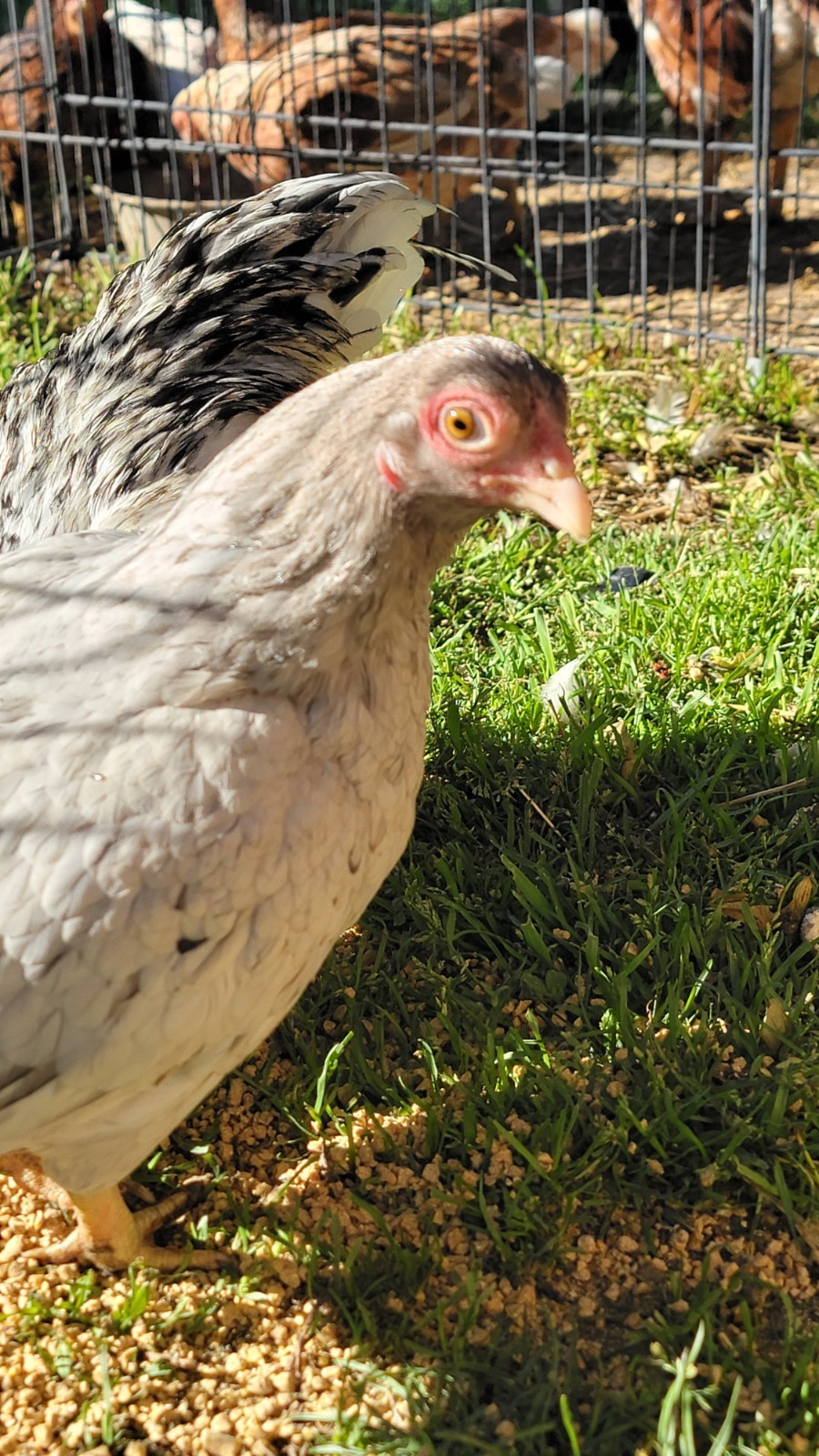 6+ Dark&Light Cornish &Splash Cornish Btm Hatching Eggs