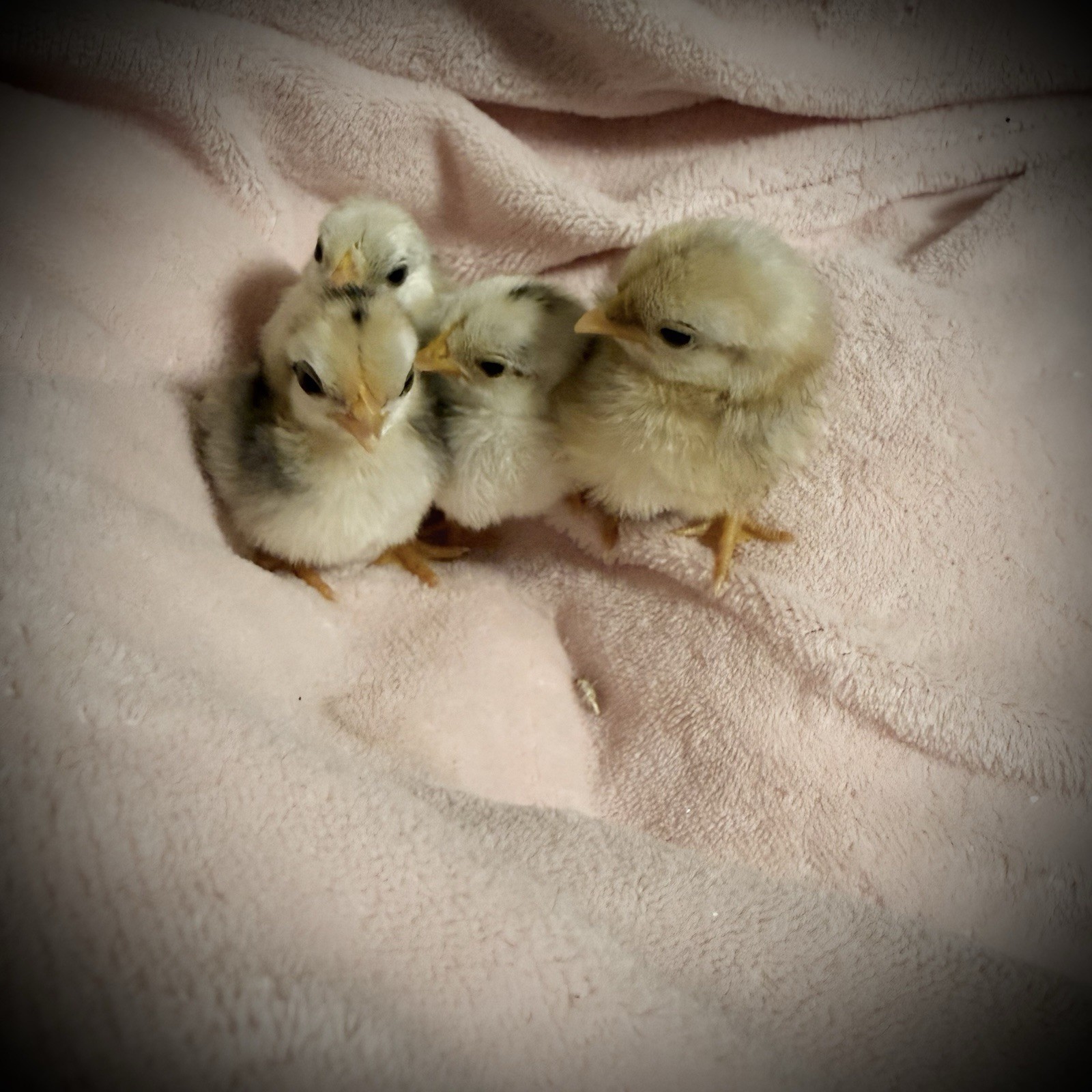 18++Small/Micro A&B SERAMA Hatching Eggs