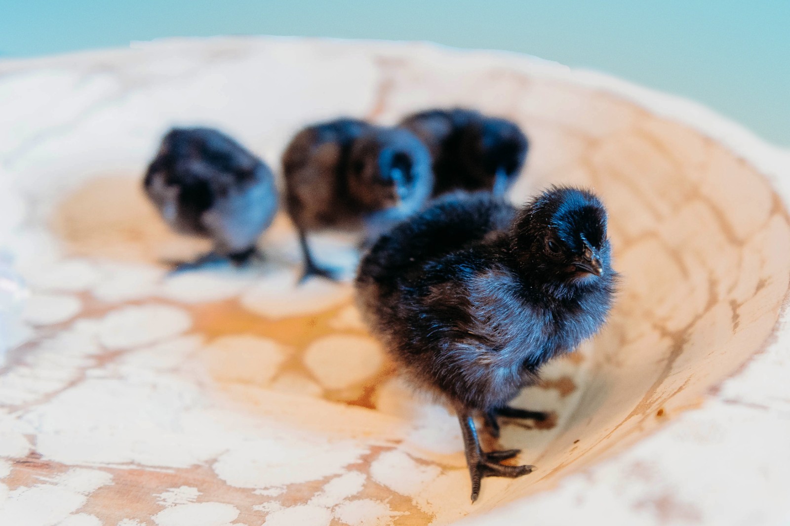 5 + 1 FREE Ayam Cemani Chicken Hatching Eggs | Happy Hatching!