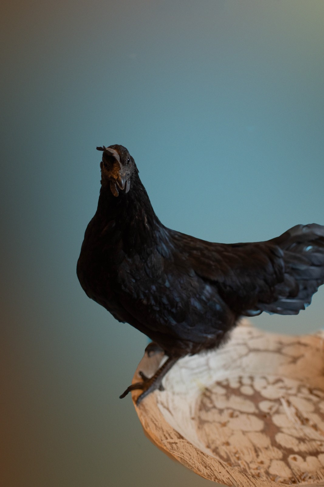 5 + 1 FREE Ayam Cemani Chicken Hatching Eggs | Happy Hatching!