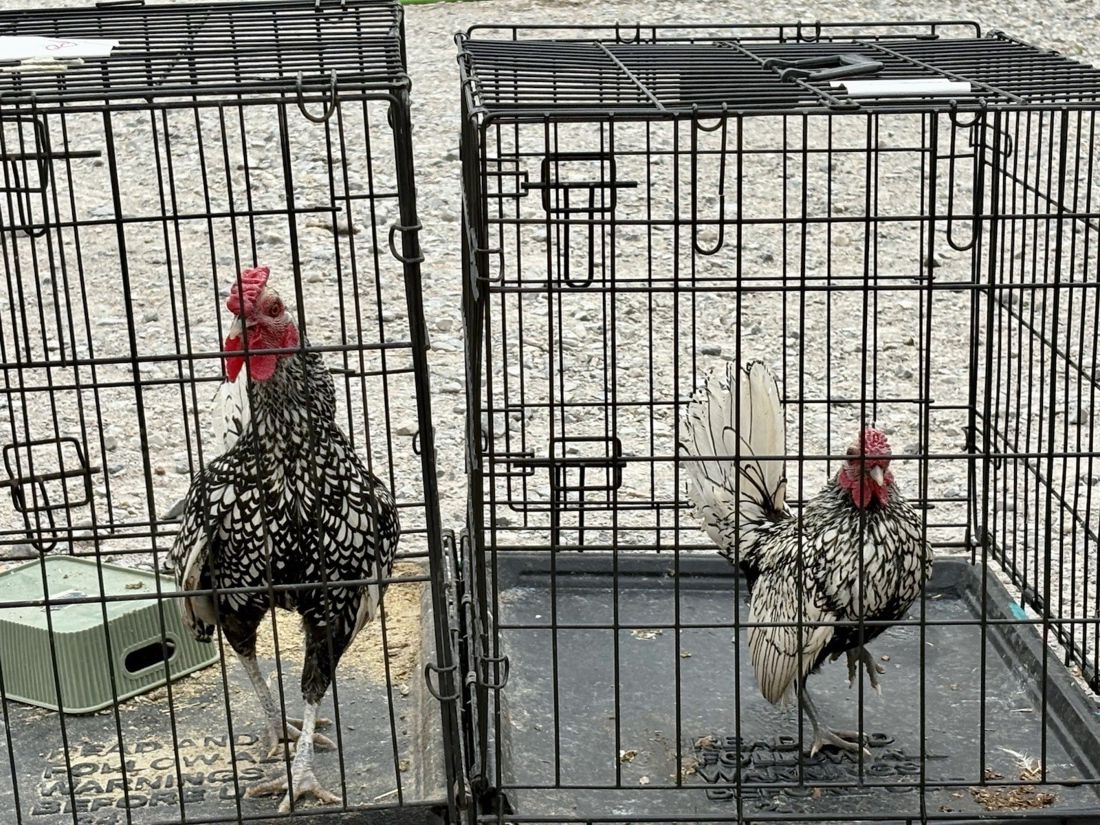 Show Quality Tiny Silver Seabrights Hatching Eggs 6+