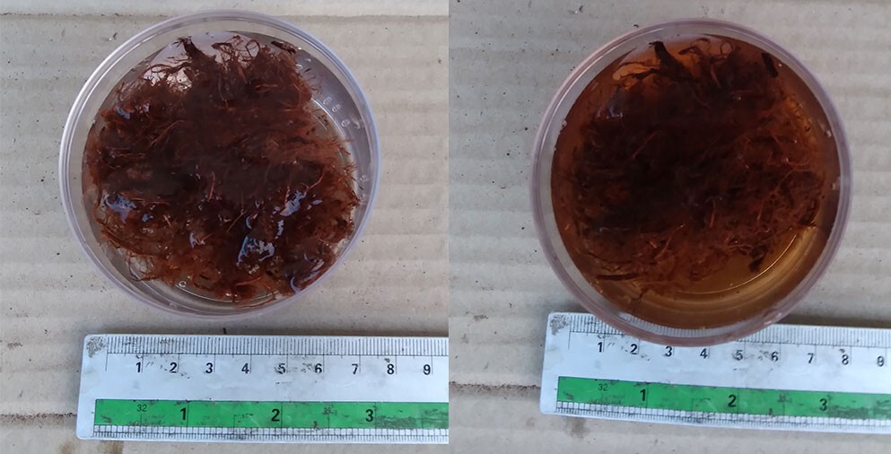 1K Catechu Bark for simulating blackwater condition in the aquarium, betta, fish