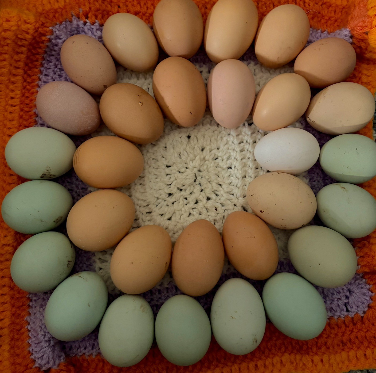 12+ Barnyard Mix Hatching Eggs