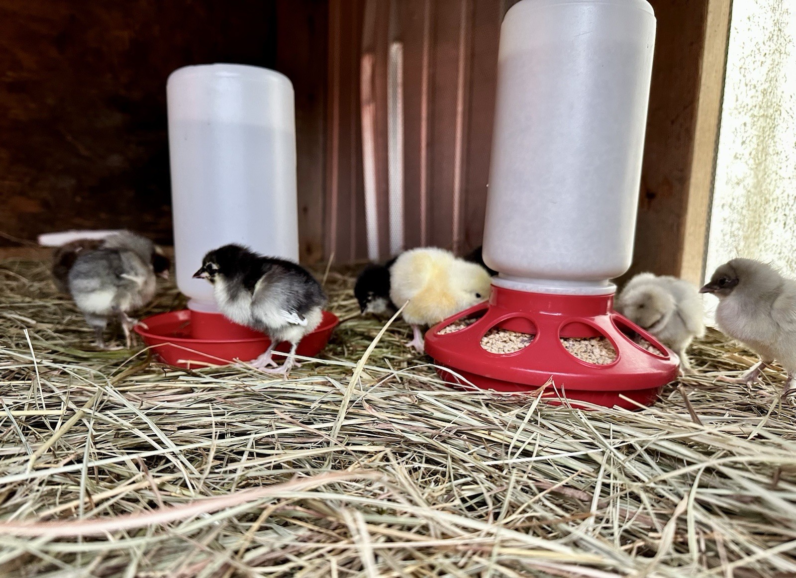 12+ Chicken Hatching Eggs Ameraucana, Easter/Olive Egger, Faverolles, Marans