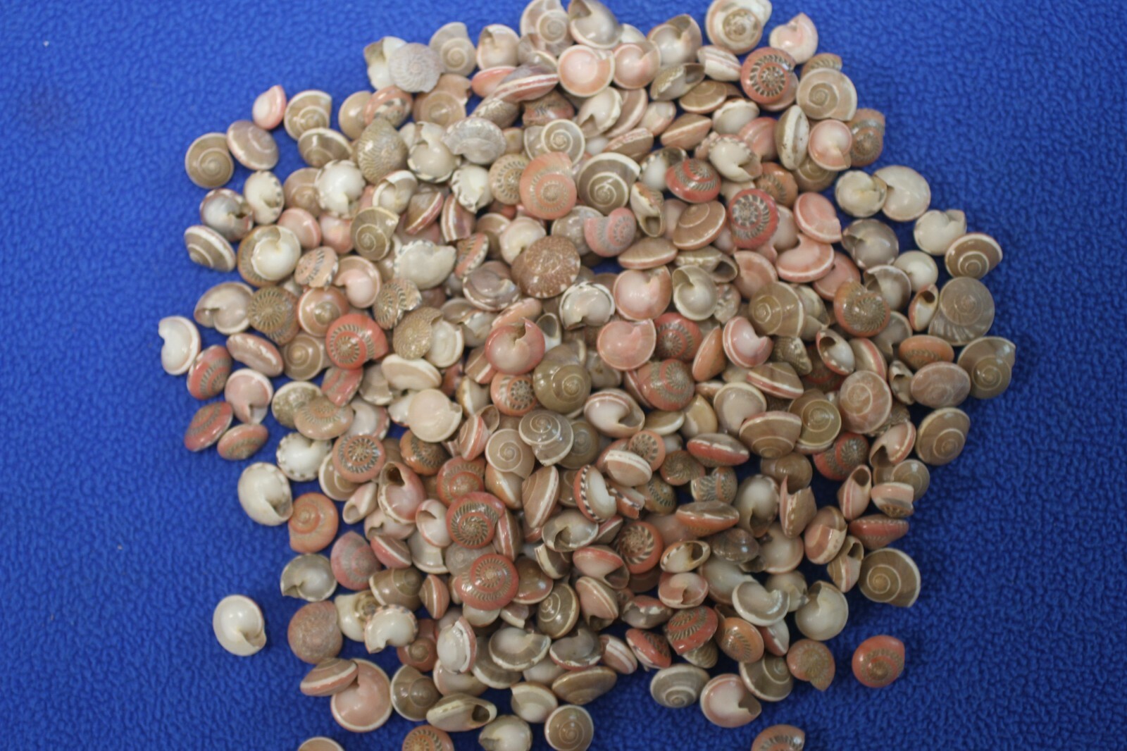 Small Pink Sea Shells For Shell Craft Projects Filler Shells Mosaics - #168
