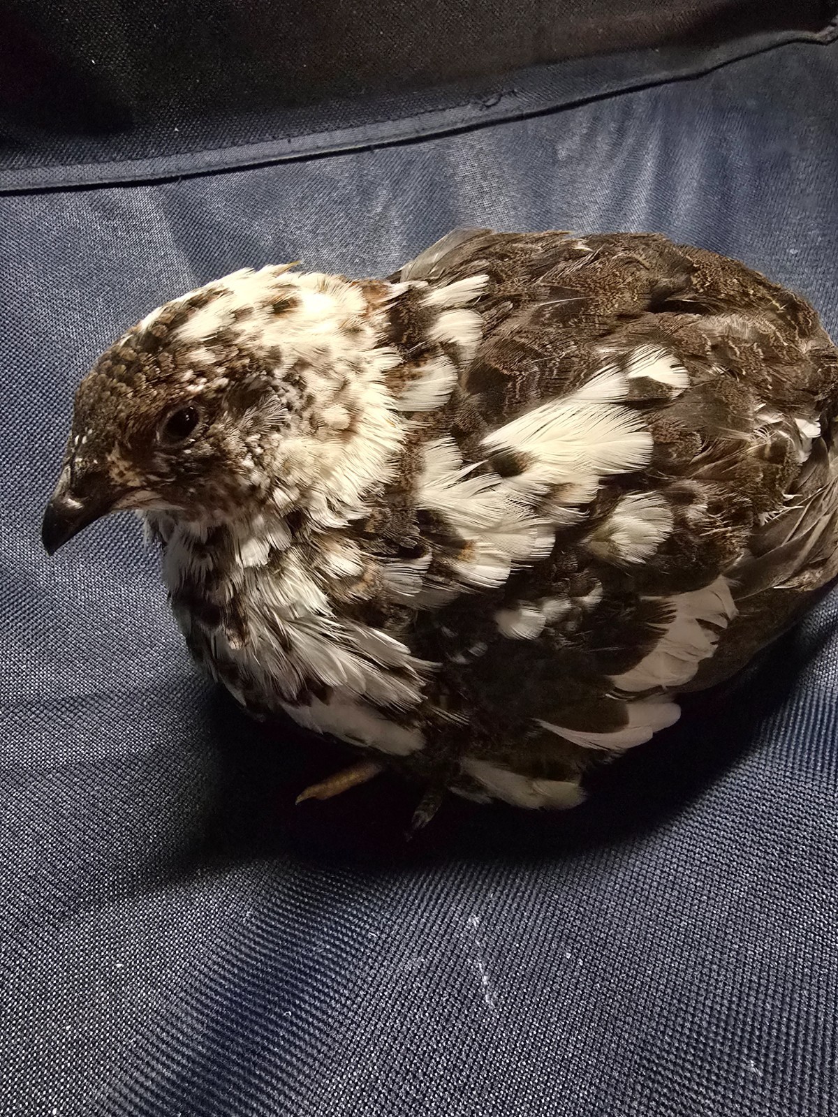 Variety Coturnix Quail Hatching Eggs