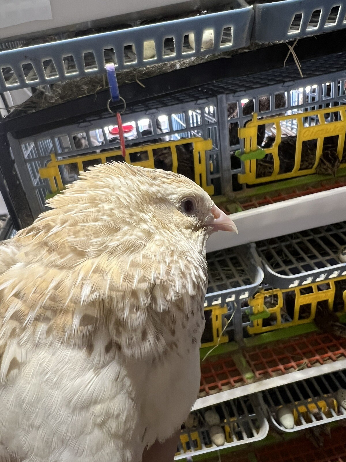 132 Jumbo Quail Hatching Eggs Rare Mix 11 Dozen