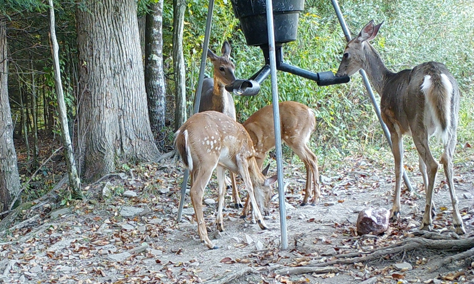 SPYDER Gravity Feeder Attachment