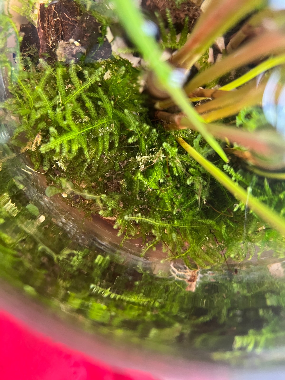 Muschio per acquario Giava + Pellia moss
