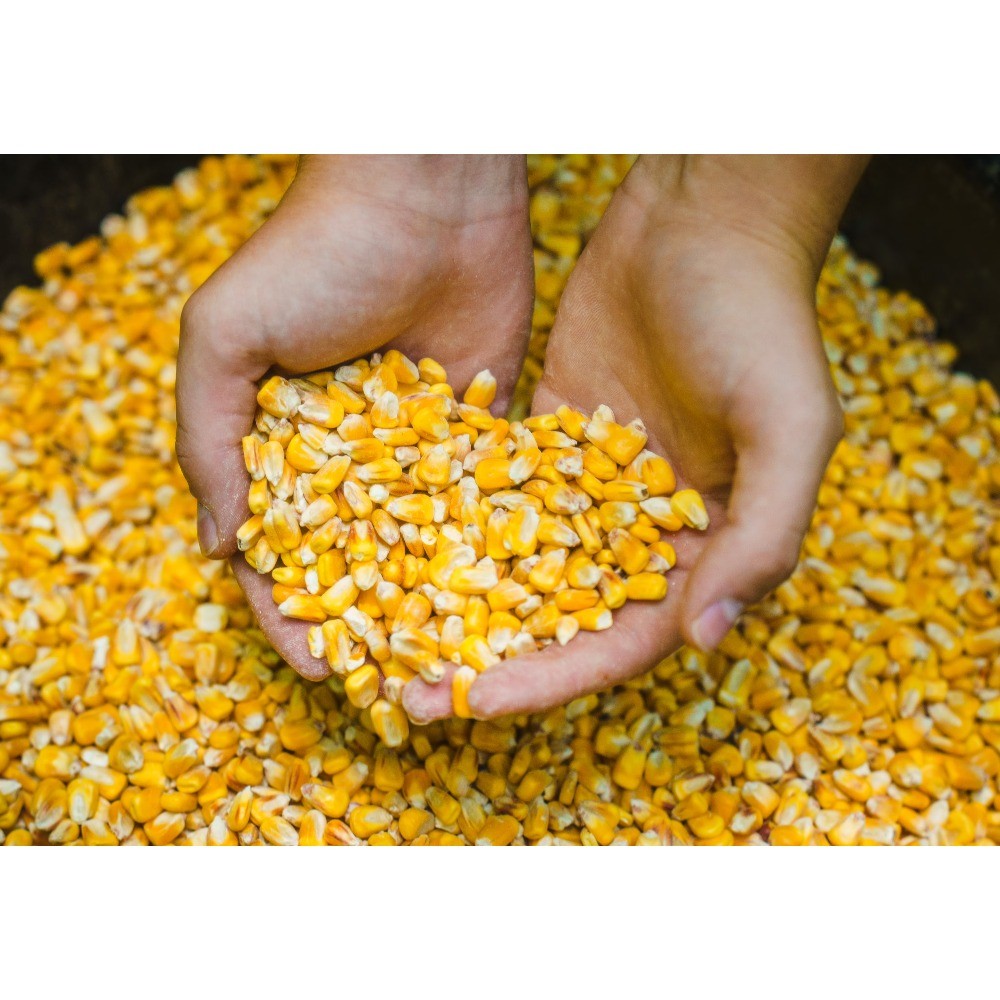 Manna Pro Deer Corn - Deer and Turkey Feed 50lb
