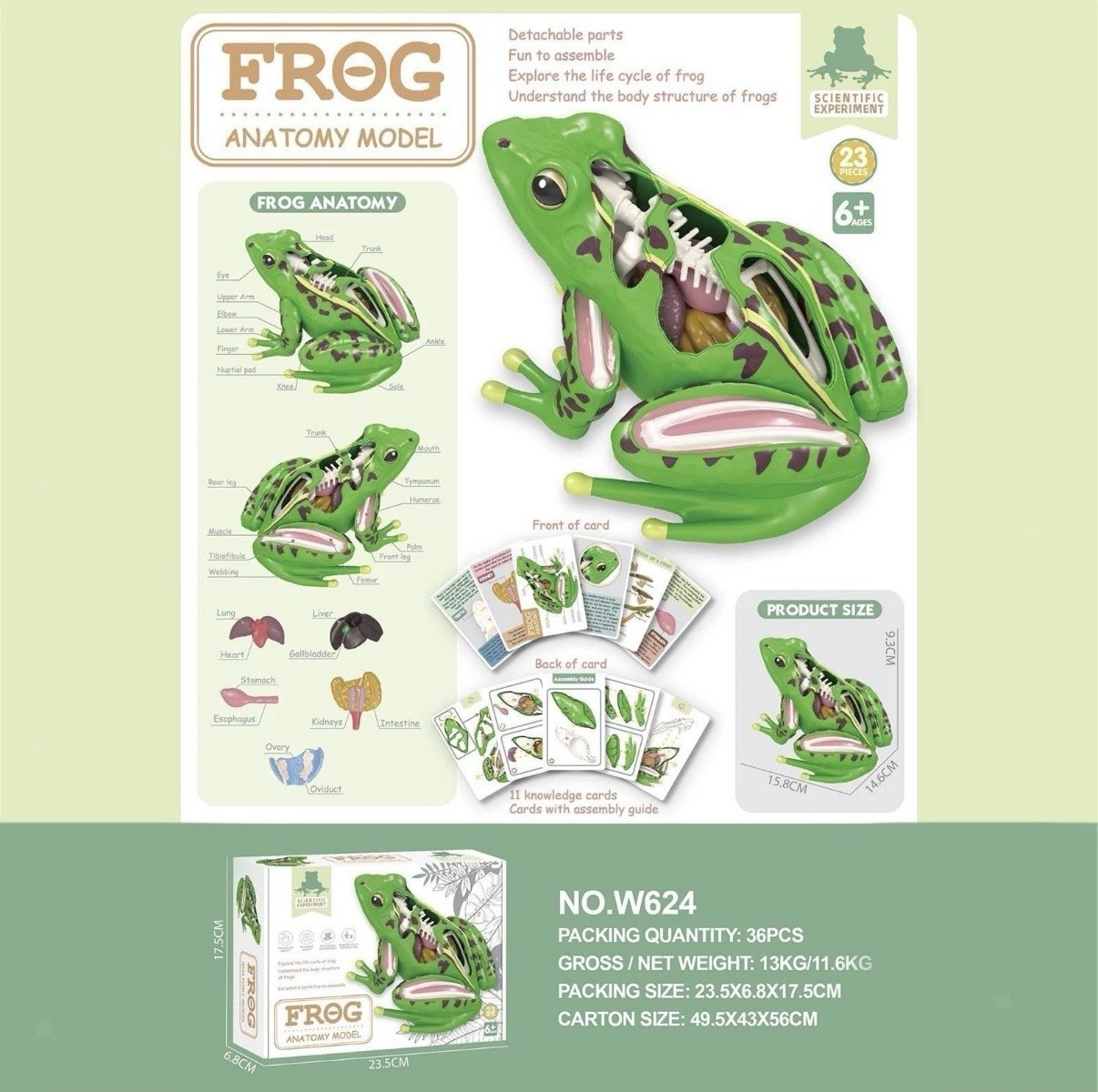 STEM Frog Anatomy Model-Scientific Experiment- 23 Pieces Ages 6 And Up