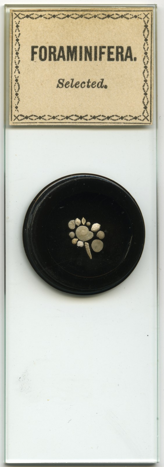 Antique Microscope Slide by Beck?- Foraminifera arrangement, Shells, Science