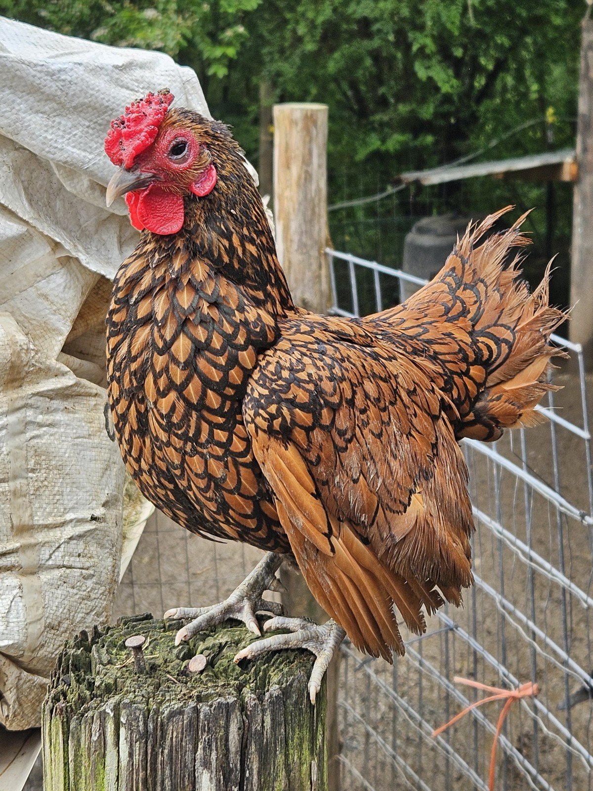 6 Golden Sebright Bantam Chicken Hatching Eggs