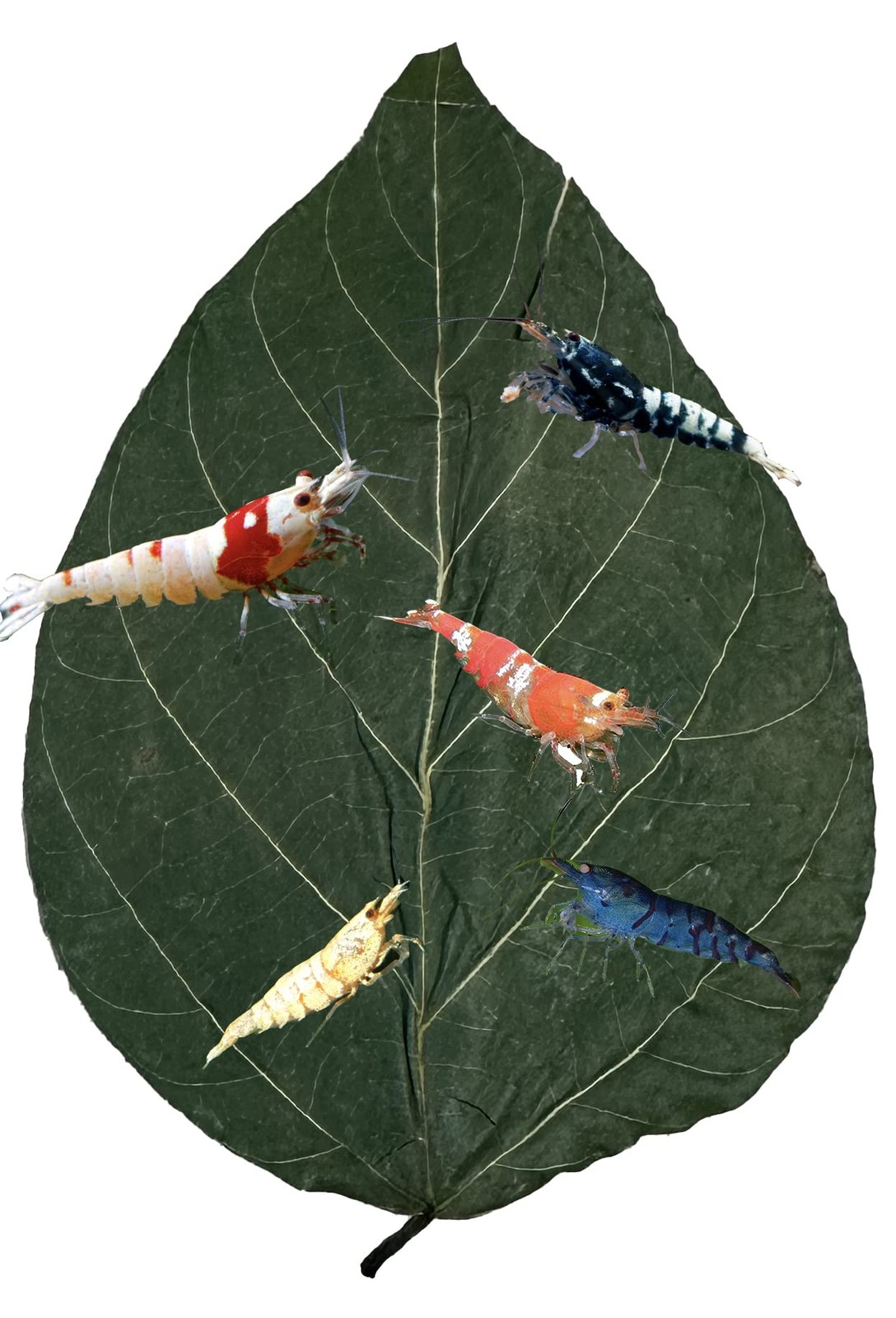 Dadap Leaves Premium Leaf Food for Shrimp Crayfish Crabs Snails Ancistrus and...