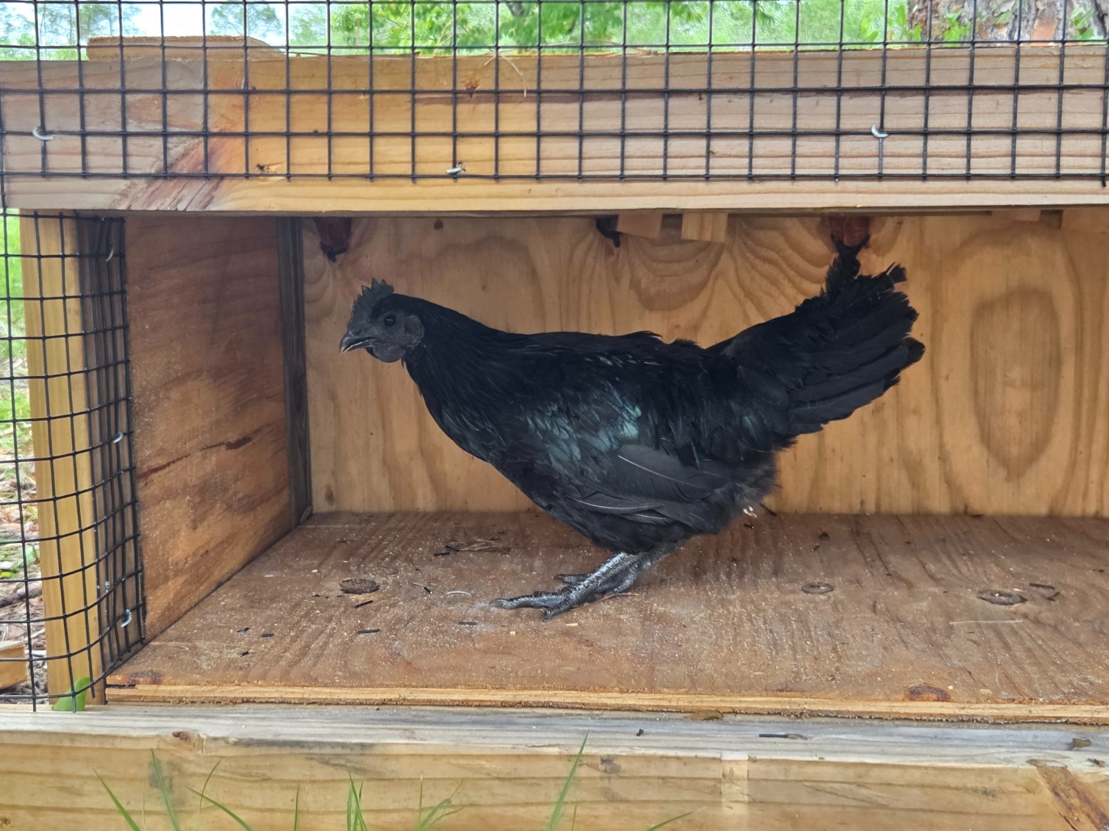 6 VERY RARE Breed Ayem Cemani Chicken All Black HATCHING EGGS