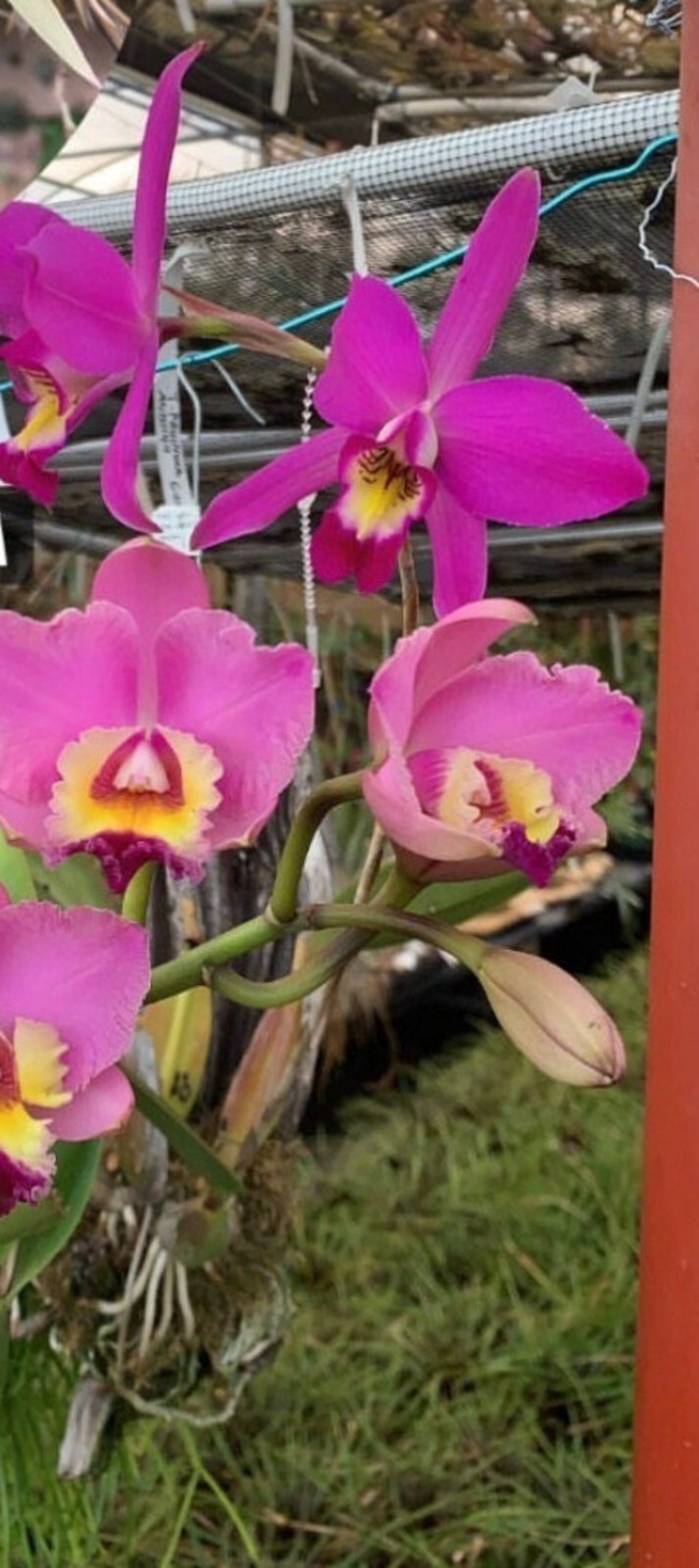 Tissue culture Laeliocattleya plantlets