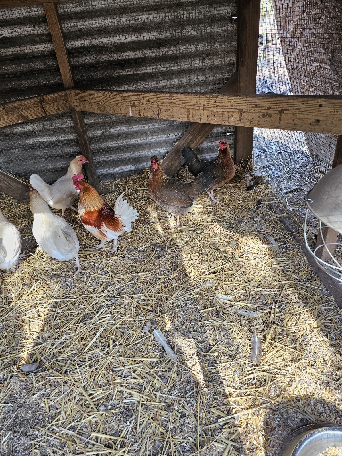 12 Old English Bantams
