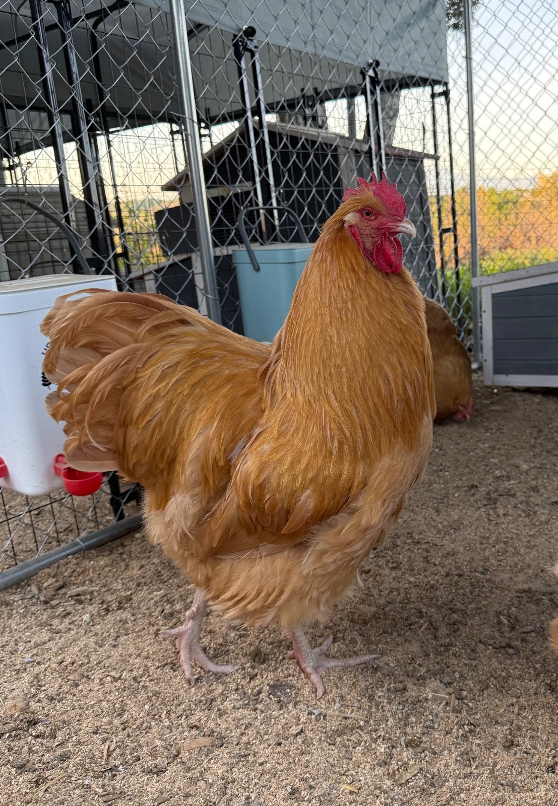 12++ Buff Orpington Breeder Quality Hatching Eggs