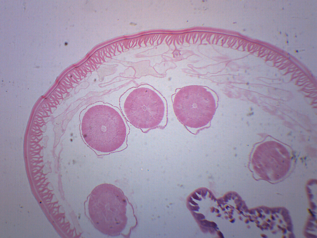Ascaris Lumbricoides - Prepared Microscope Slide - 75x25mm - Eisco Labs