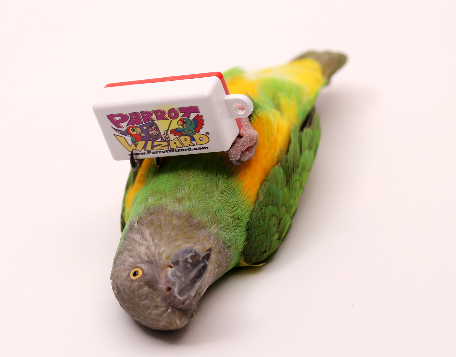 Clicker for Parrot Trick Training (Set of 3)