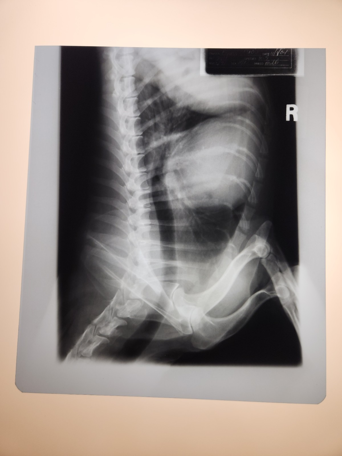 Animal X-Ray Film Negative Print - Canine Dog 9 7/8" x 11 1/2" XRay Medical A09