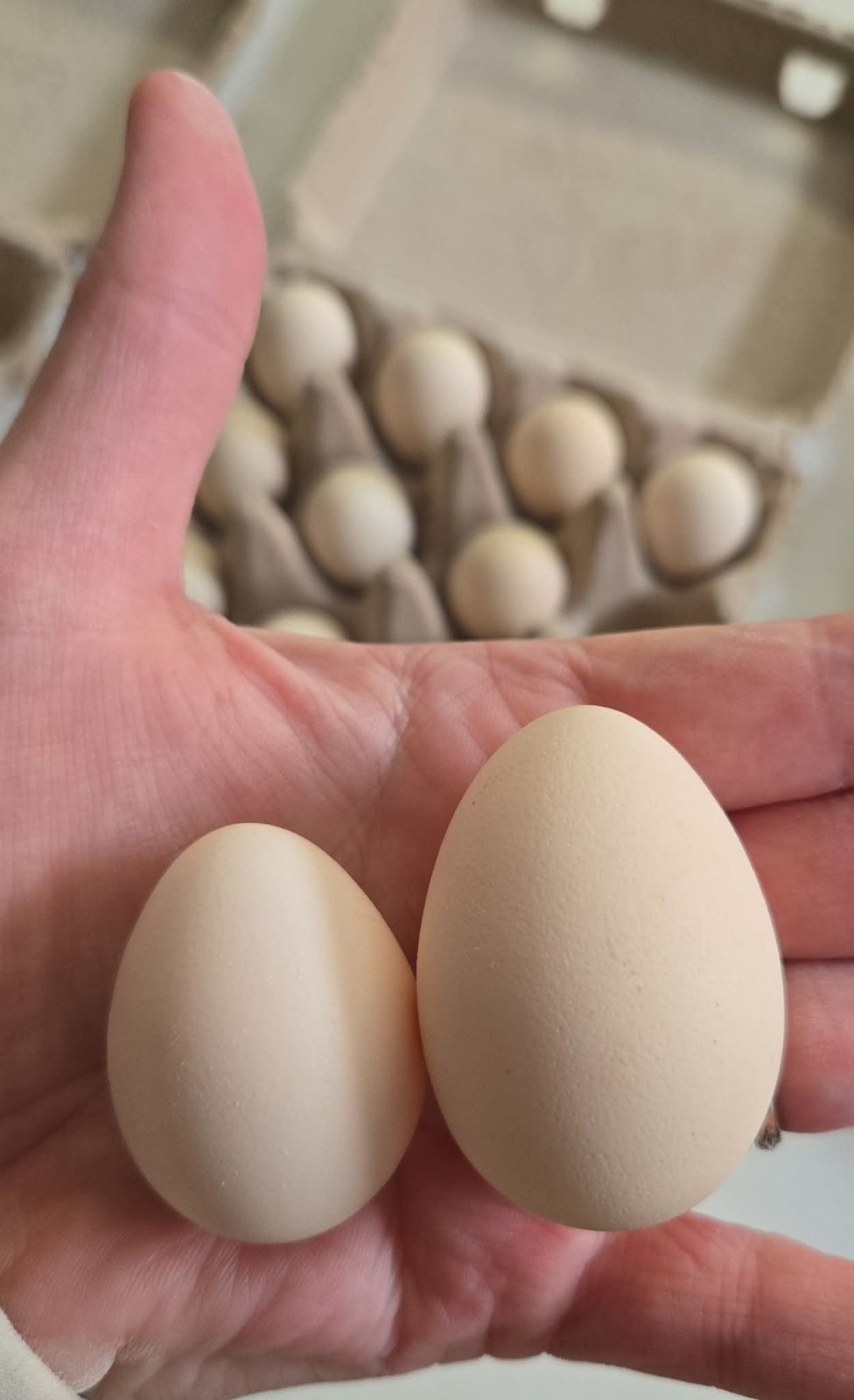 Booted Mille Fleúr Serama Hatching Eggs (6) NPIP Certified