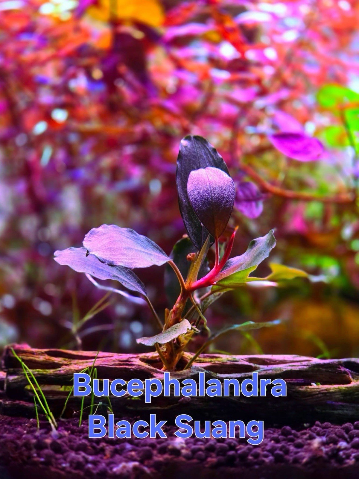 Bucephalandra Black Suang Live Aquatic Buce Epiphyte Rhizome Fish Shrimp Plants