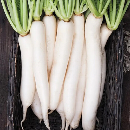Miyashige Daikon White Japanese Radish Seeds | Heirloom | Free Ship | 1096