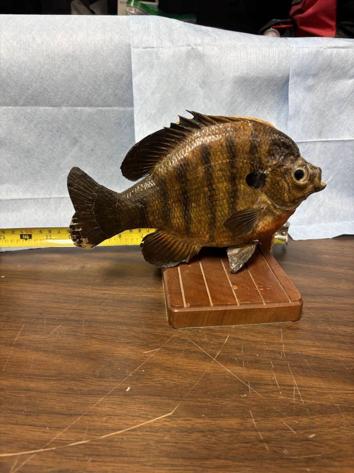 Bluegill Book Ends Fishing Decor