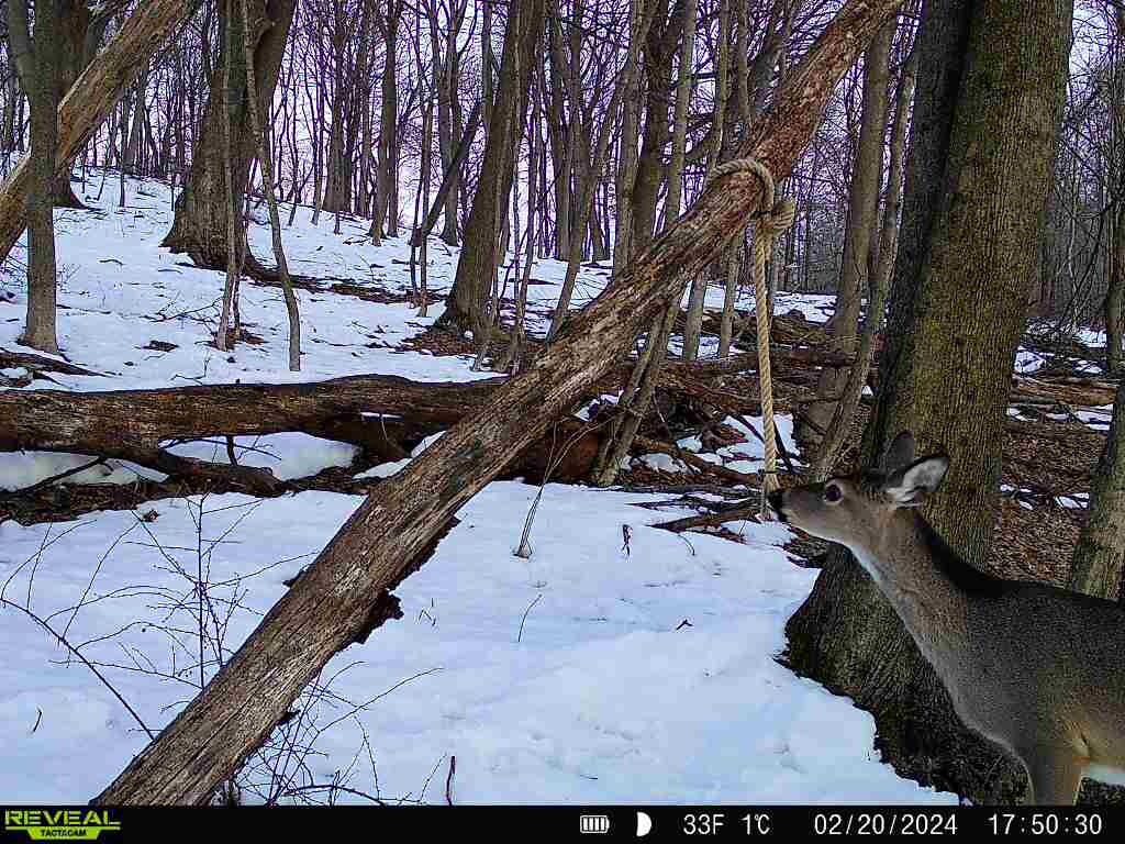 Preorbital Deer Rope System