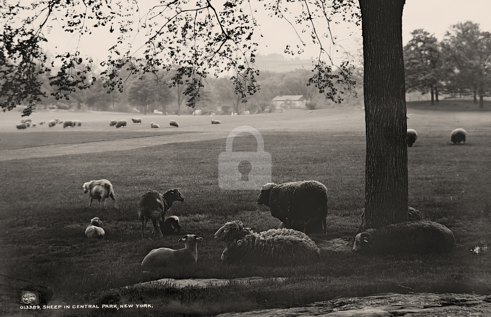 Sheep in Central Park NYC New York 2 c1900 RPPC Photo Postcard COPY