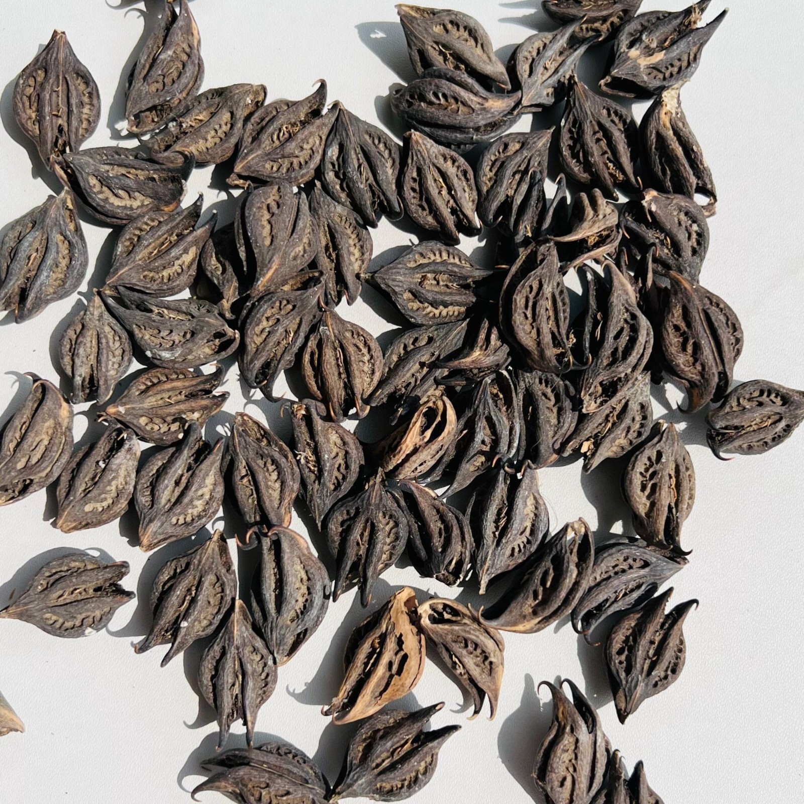 Natural Bat Head Root Wood Garuda Mukku Devil Pod Evil Pod Black Seed 50 Pcs
