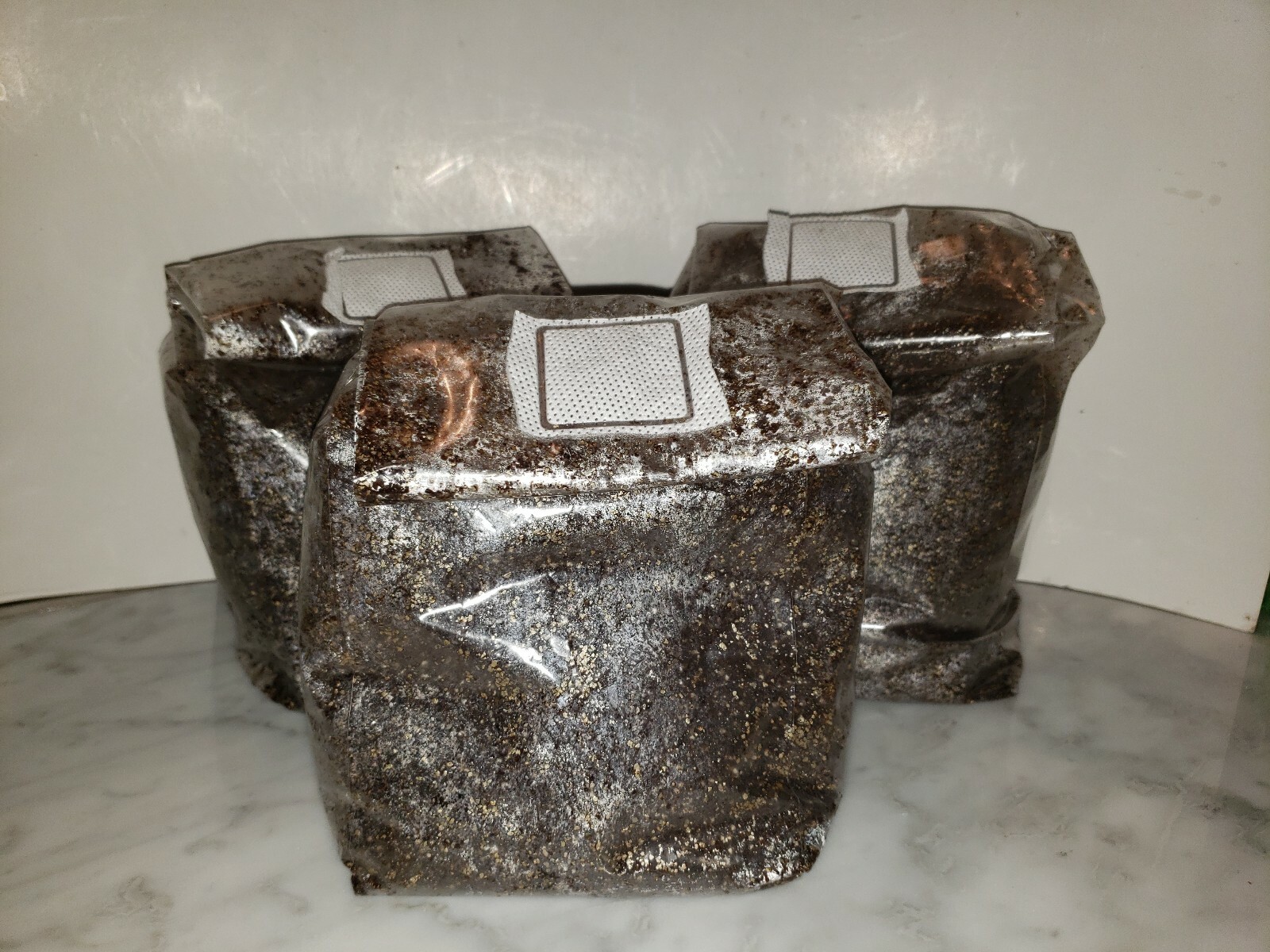 3 x 3LB Pasteurized mushroom super substrate,field capacity ready for your spawn