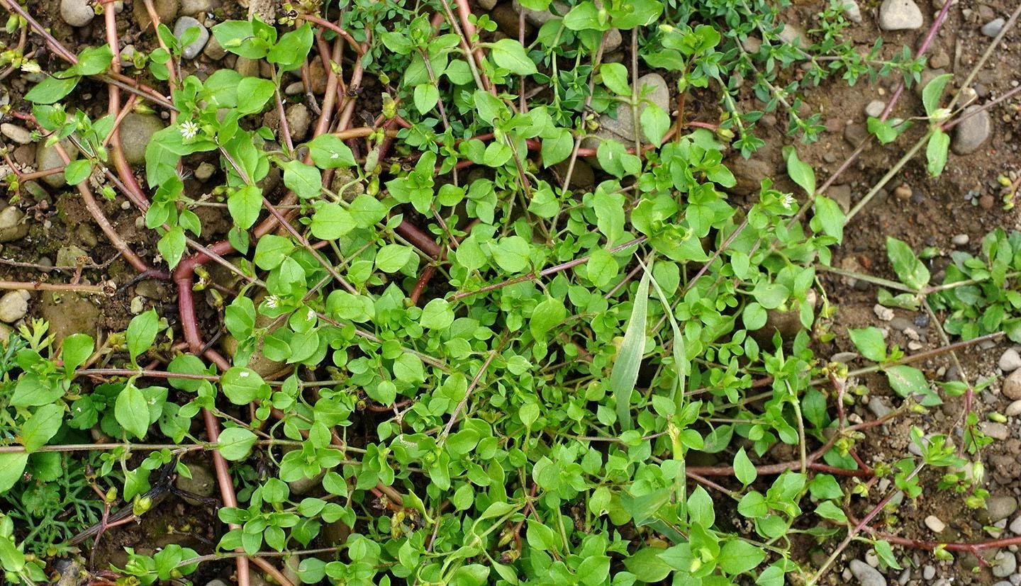 Bonide Chickweed, Clover and Oxalis Killer, 16 oz Concentrate, Controls Weeds