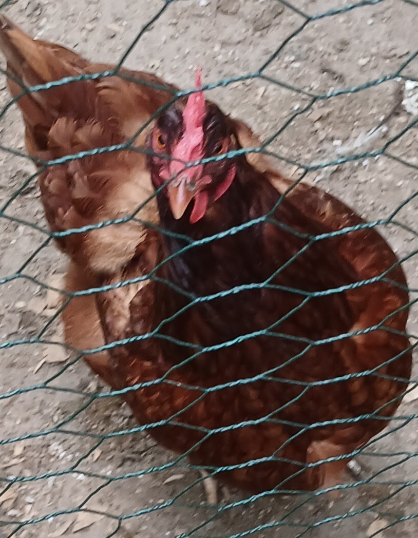 F1 North American Pita Pinta hatching eggs.