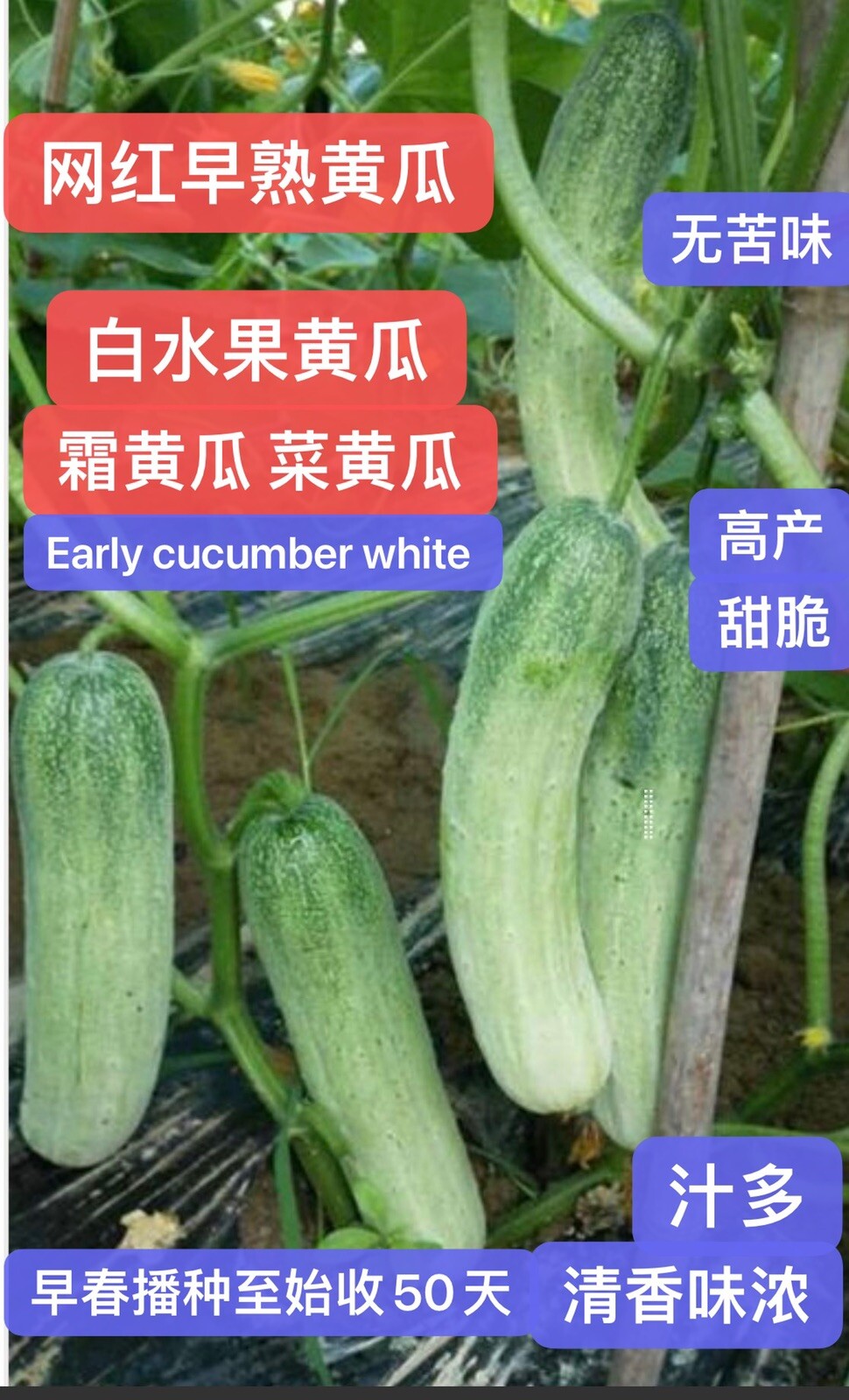20+ F1 crispy juicy fruit cucumber white seeds 20多粒杂交脆甜多汁白水果黄瓜霜黄瓜菜黄瓜种子2025年新种子